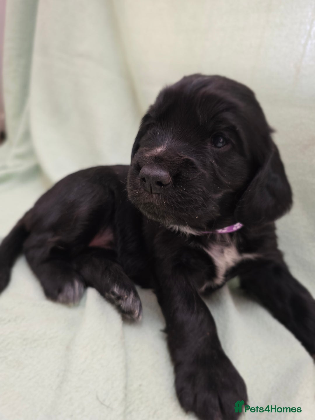 Cocker Spaniel dogs for sale: 1 left Working coker spaniel  - Advert 23