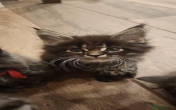Maine Coon cats for sale: Maine coon purebred pedigre xl active in Barnsley - Image 30
