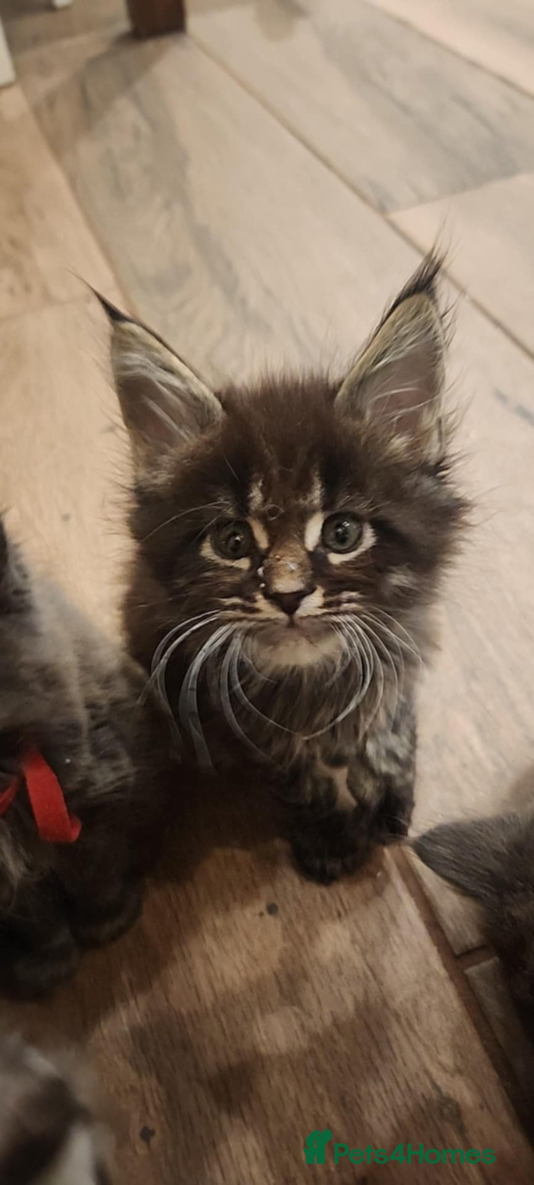 Maine Coon cats for sale: Maine coon purebred pedigre xl active in Barnsley - Image 30