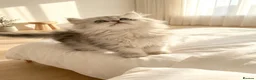 Persian cats for sale: GCCF registered beautiful silver Persian kittens  - Advert 5