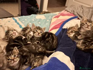 Mixed Breed cats Cuddly Tabby Kittens – Home Raised - Advert 16