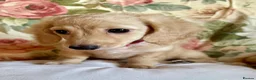 Miniature Dachshund dogs for sale: Beautiful long haired cream female health tested  - Advert 18