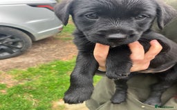 Mixed Breed dogs for sale: Border Terrier X Puppies  - Image 1