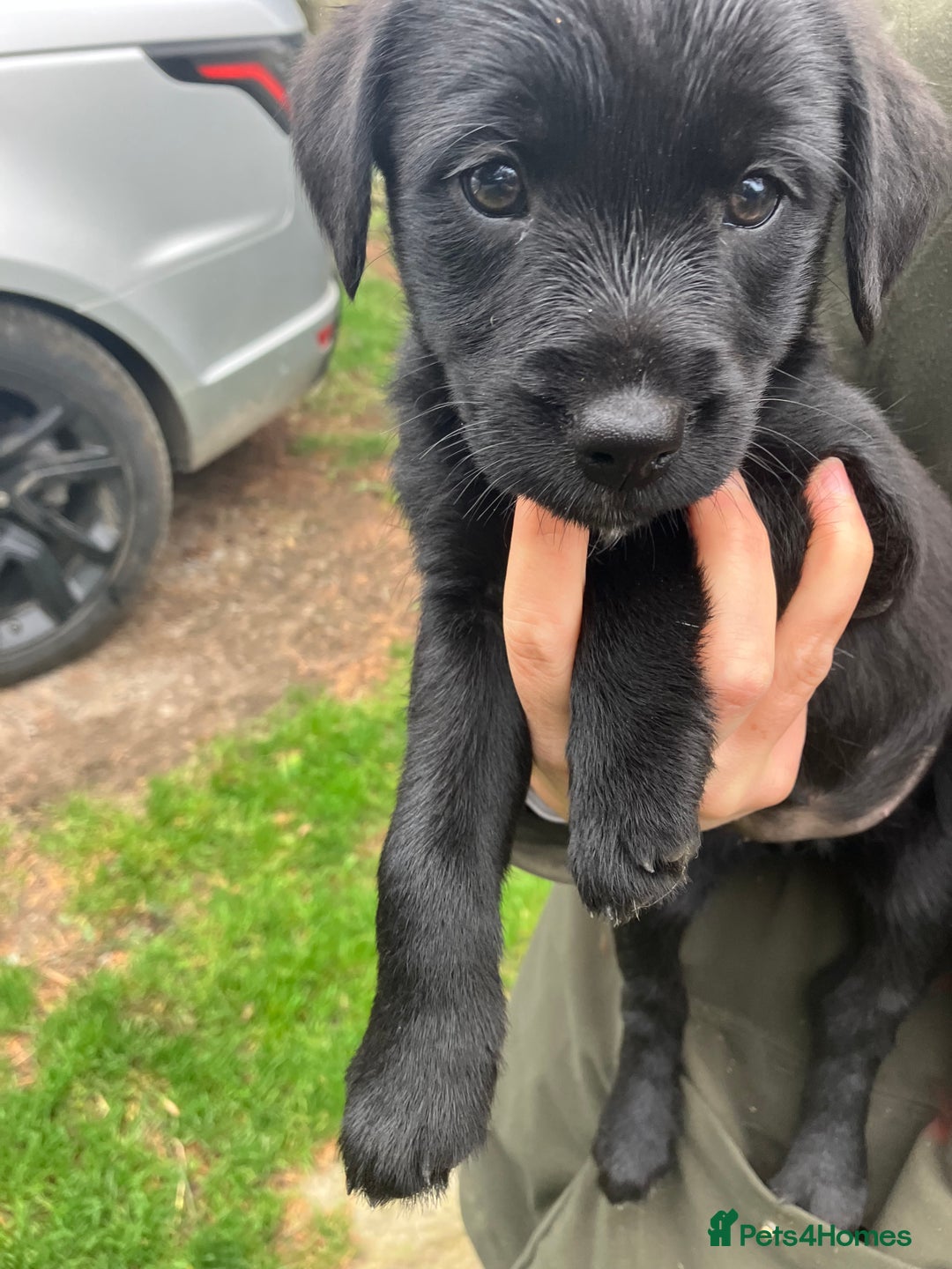 Mixed Breed dogs for sale: Border Terrier X Puppies  - Image 1