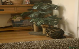 Mixed Breed cats for sale: 1 year old male cat - Image 8