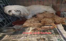 Maltipoo dogs for sale: F1 toy multipoo puppies - Image 5