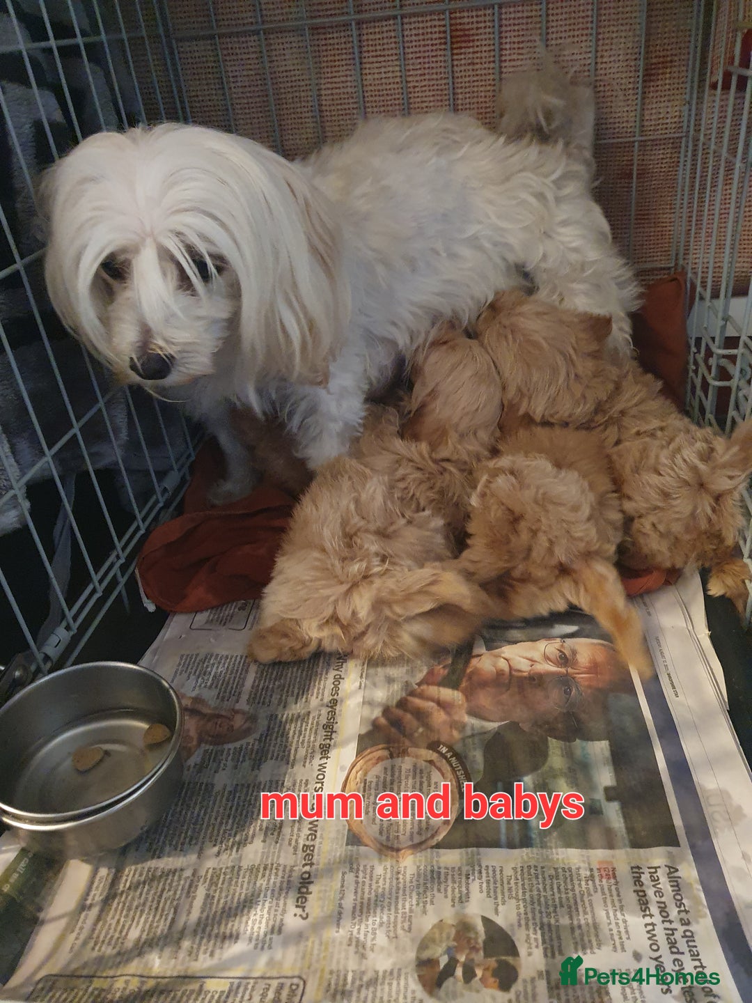 Maltipoo dogs for sale: F1 toy multipoo puppies - Image 5