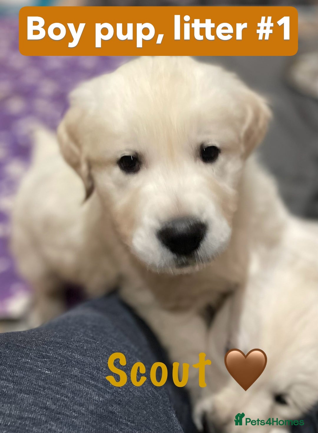 Golden Retriever dogs for sale: KC-Reg Golden Puppies @ Sunaraelia - Due 23/10/25 - Image 23