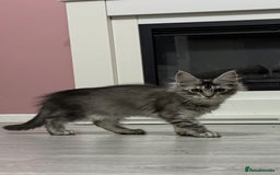 Maine Coon cats for sale: Rare opportunity imported stud  - Image 6