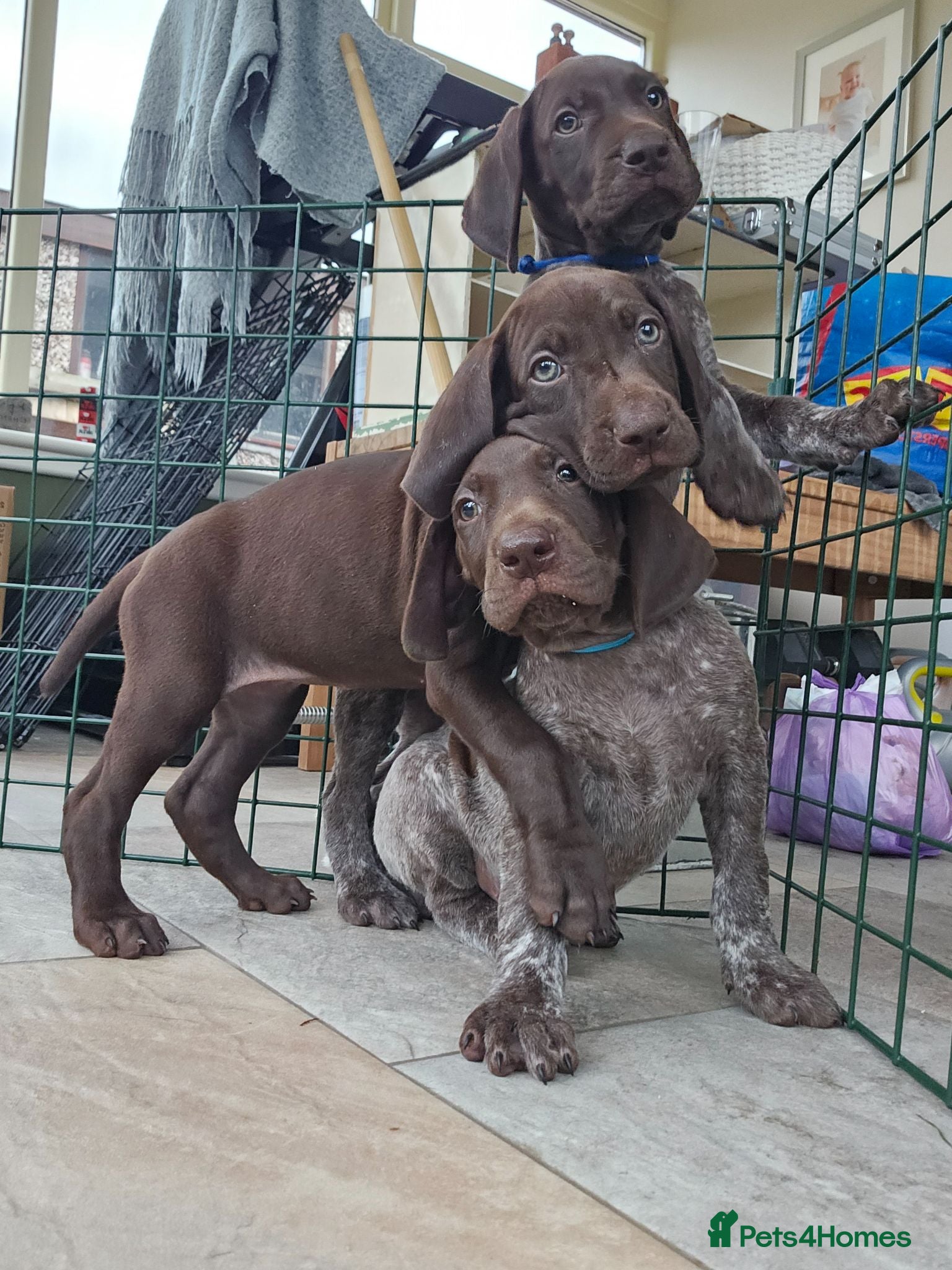 German Shorthaired Pointer dogs Stunning German Shorthaired Pointers Puppies - Advert 1
