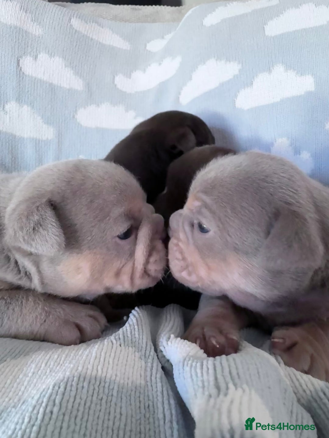 English Bulldog dogs for sale: Self Whelped Healthy English bulldog Babies❤️🤍 - Image 6