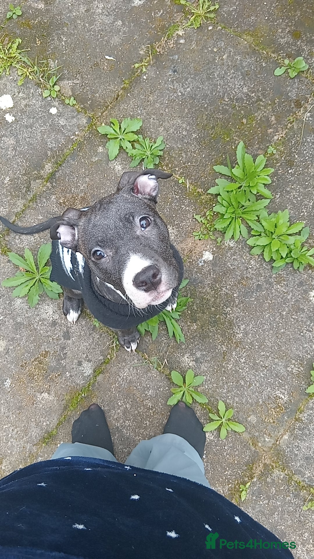 Mixed Breed dogs for sale: KALEESI - Image 1