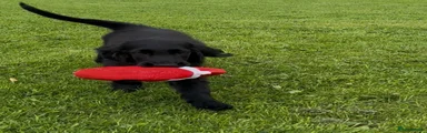 Flat coated Retriever 2