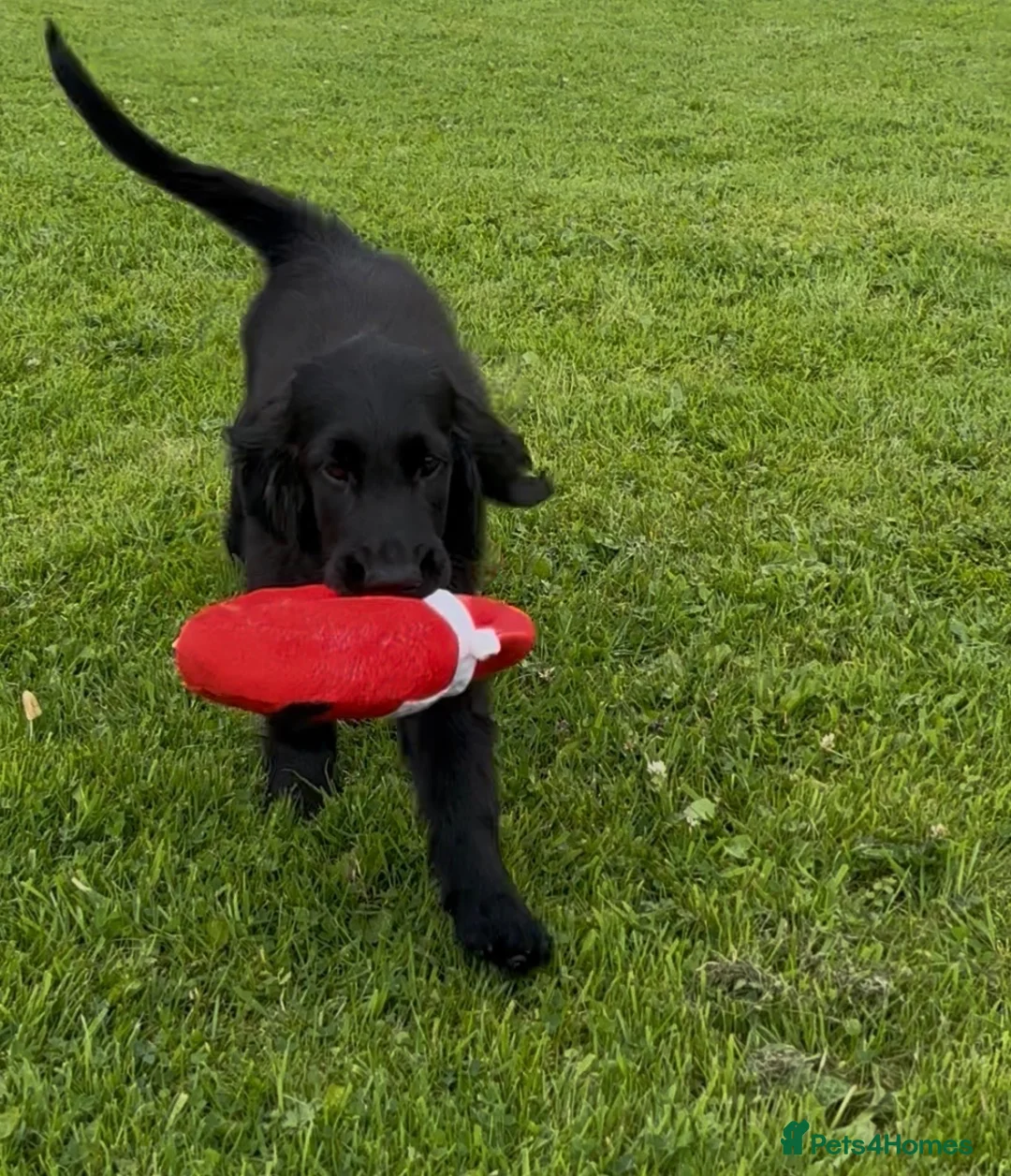 Flat coated Retriever dogs for sale: Two stunning black Flatcoats puppies for sale  - Advert 6