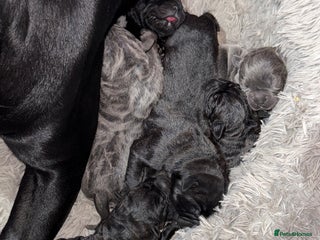 Cane Corso dogs Cane Corso puppies - Advert 8