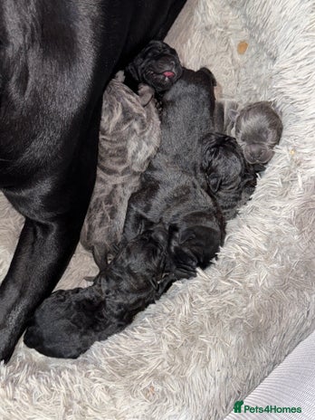 Cane Corso dogs Cane Corso puppies - Advert 1