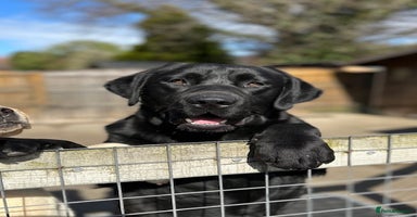 Labrador Retriever dogs - Advert 14