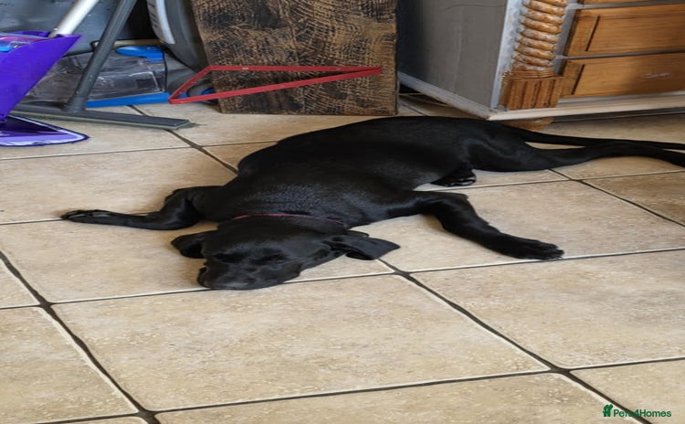 Labrador Retriever dogs - Advert 8