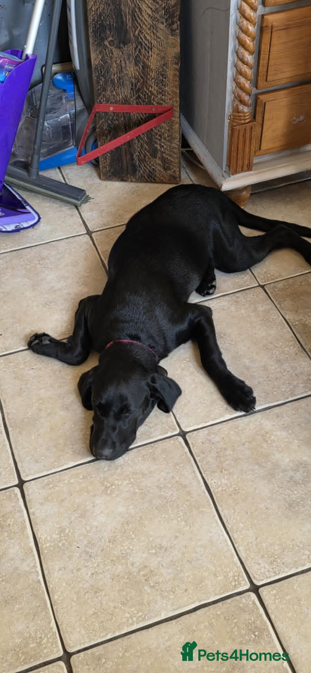 Labrador Retriever dogs for sale: Luna Labrador retriever - Image 1