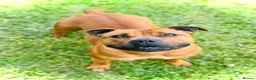 Staffordshire Bull Terrier dogs for sale: Red Staffordshire Bull Terriers - Advert 29