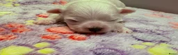 Maltese dogs for sale: Beautiful Maltese Puppies ⭐️Over 5 GENERATIONS⭐️ - Advert 20