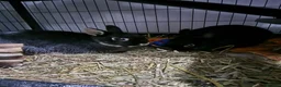 Netherland Dwarf rabbits for sale: 2 Dwarf Netherlands  in Cannock - Advert 9