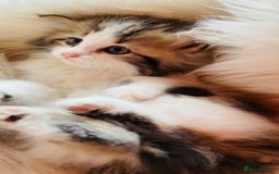 Mixed Breed cats for sale: Super gorgeous Maine coon kittens ready to go now - Image 1
