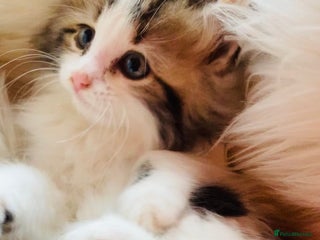 Mixed Breed cats for sale - Advert 1