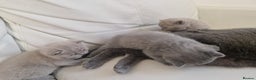 British Shorthair cats for sale: British Shorthair Kittens Blue and Lilac. - Advert 7