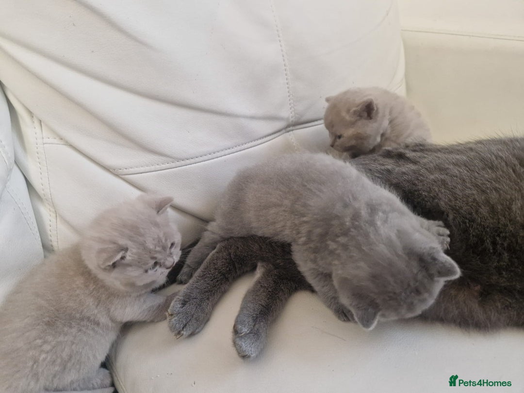 British Shorthair cats for sale: British Shorthair Kittens Blue and Lilac. - Advert 7