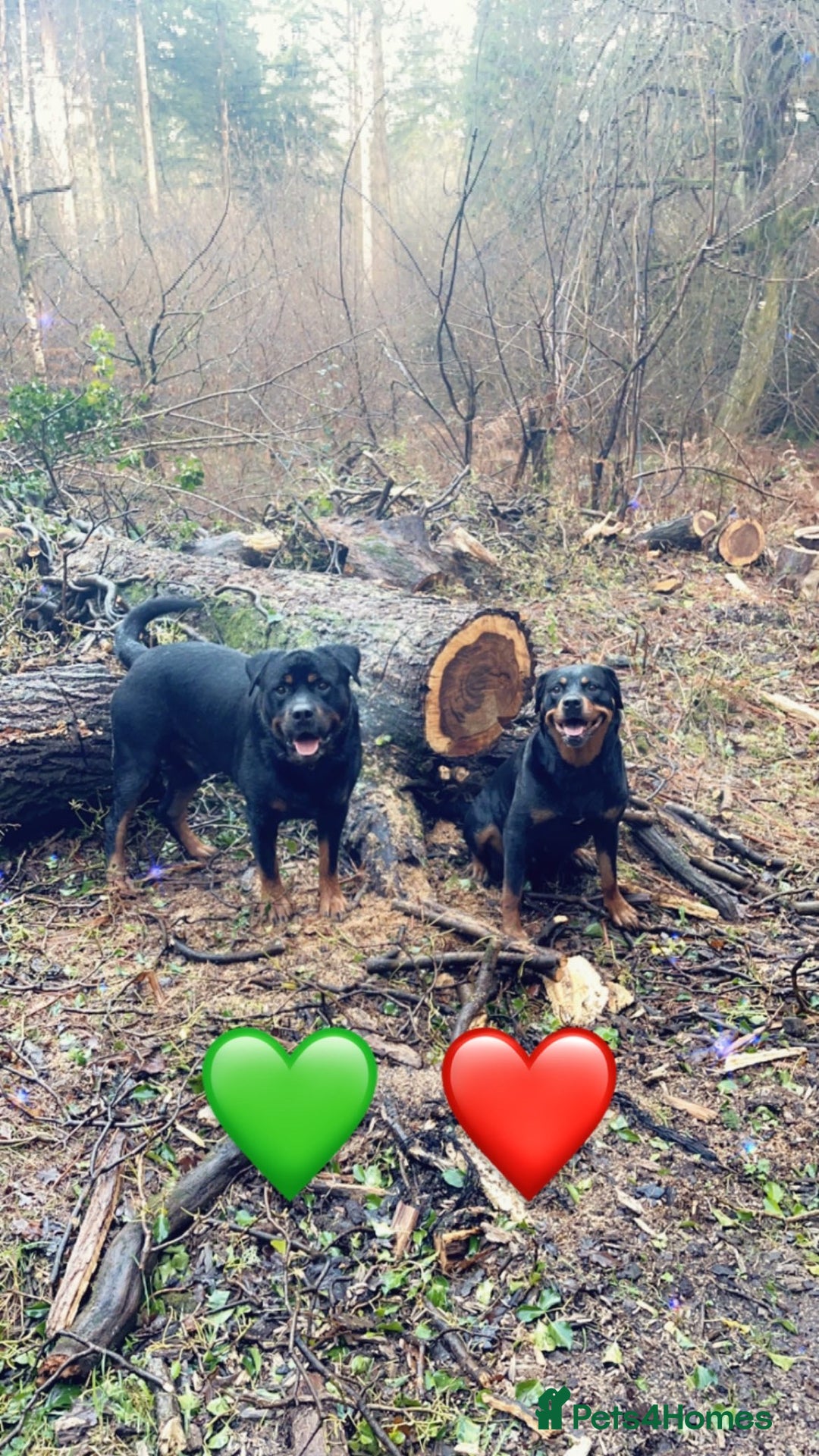 Rottweiler dogs for stud: Ralph the Rottweiler🔥 - Image 6