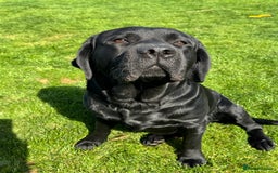 Labrador Retriever dogs for sale: Chunky KC reg Show line Champagnes boys  - Image 14