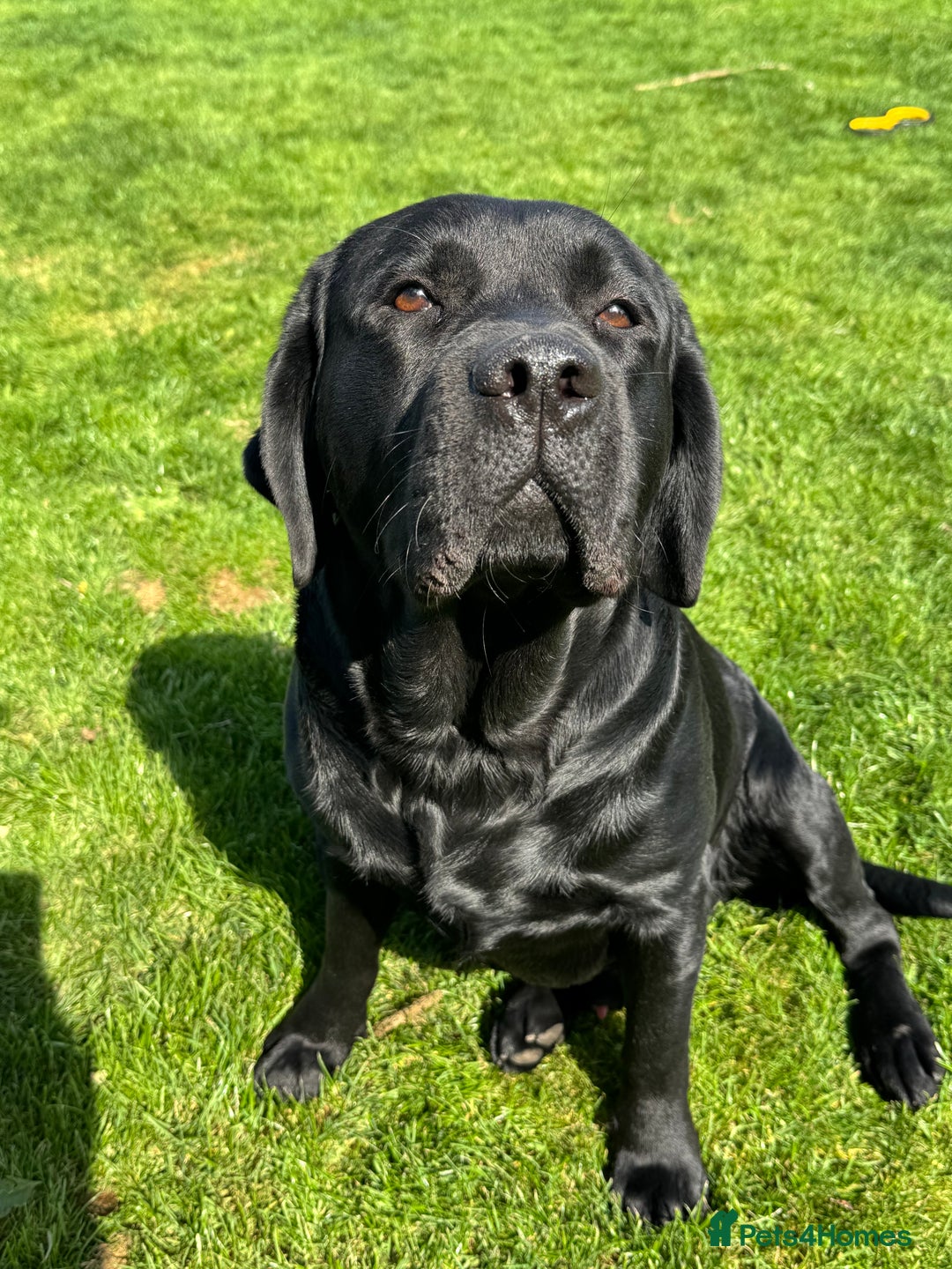 Labrador Retriever dogs for sale: Chunky KC reg Show line Champagnes boys  - Image 14