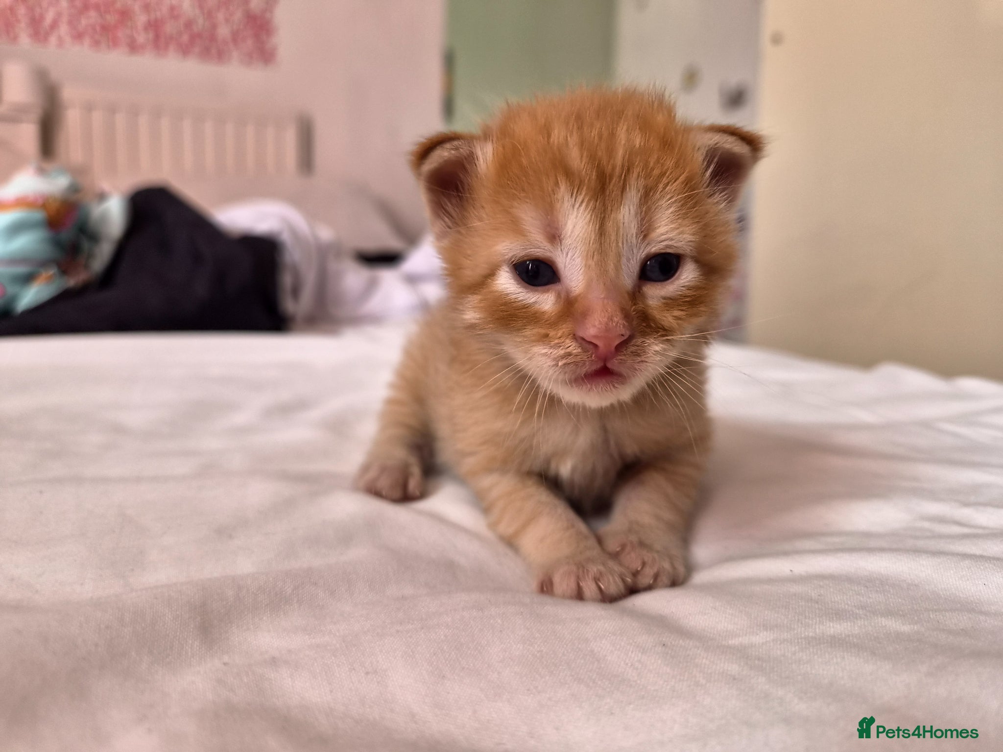 Mixed Breed Kitten 1