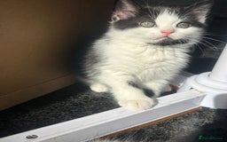 Persian cats for sale: Female Kitten - Image 3