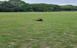 Dobermann dogs for sale: 10 month old Doberman female - Image 4