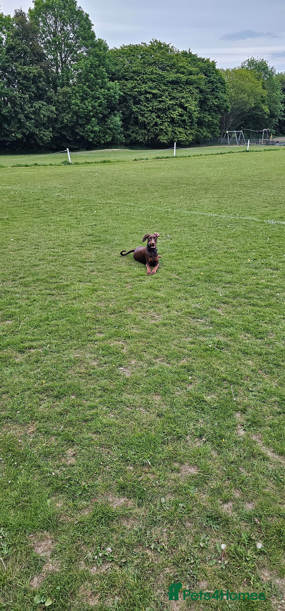Dobermann dogs for sale: 10 month old Doberman female - Image 4