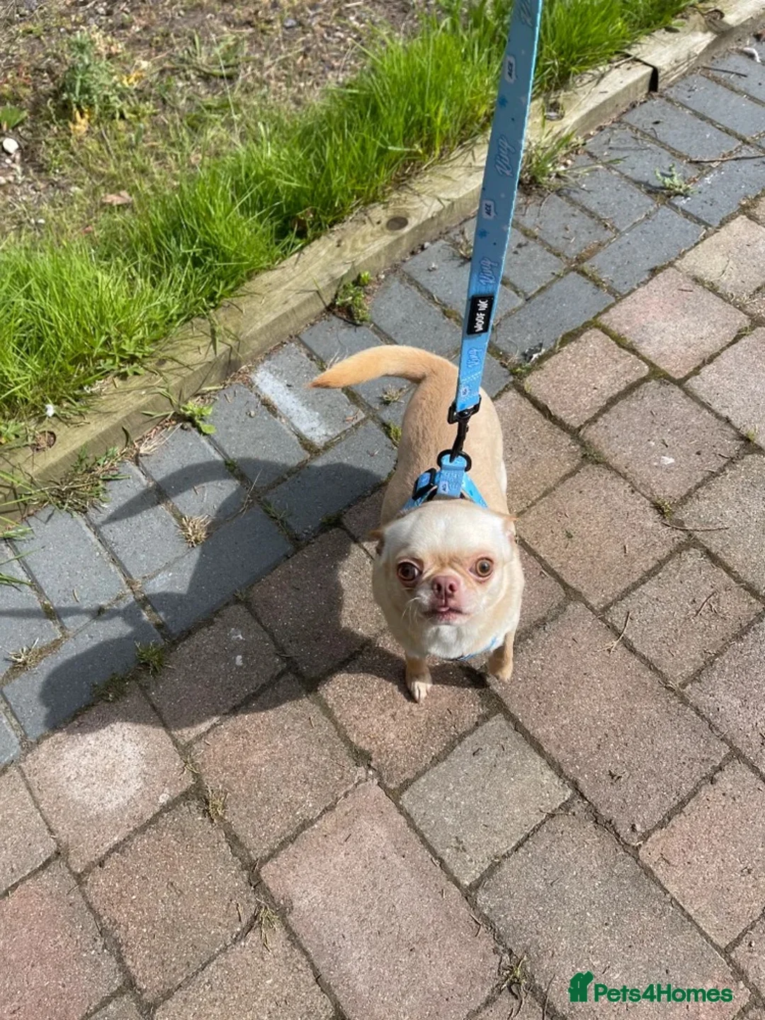Chihuahua dogs for sale: Two beautiful boys looking for new home  - Advert 2