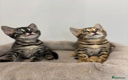 Bengal cats for sale: Silver Charcoal and Brown rosetted Bengal kittens  - Image 1