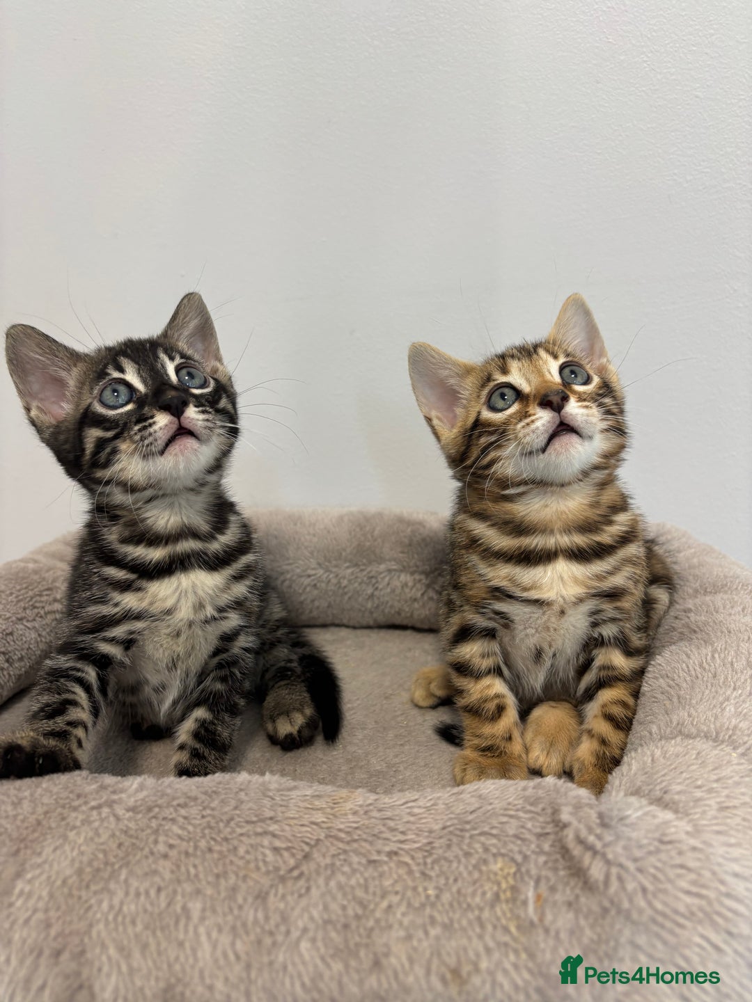 Bengal cats for sale: Silver Charcoal and Brown rosetted Bengal kittens  - Image 1