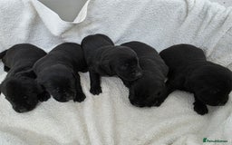Labrador Retriever dogs for sale: 🐾 Adorable Black Labrador Puppies Ready Soon 🖤🐾 - Image 9