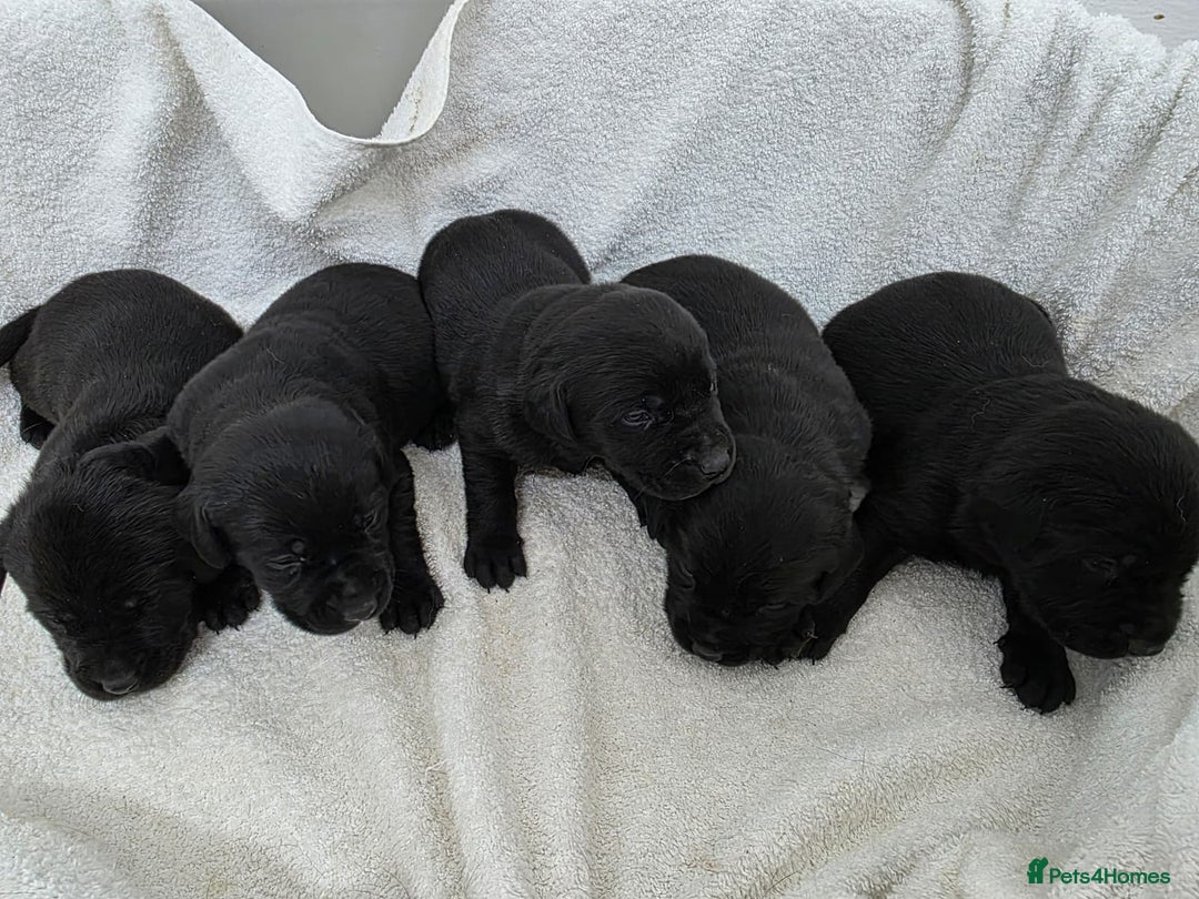 Labrador Retriever dogs for sale: 🐾 Adorable Black Labrador Puppies Ready Soon 🖤🐾 - Image 9
