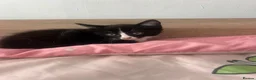 British Shorthair cats for sale: Female kitten  in Reading - Advert 5