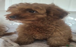 Cavapoo dogs for sale: 💙fox red cavapoo puppies💙 - Image 4