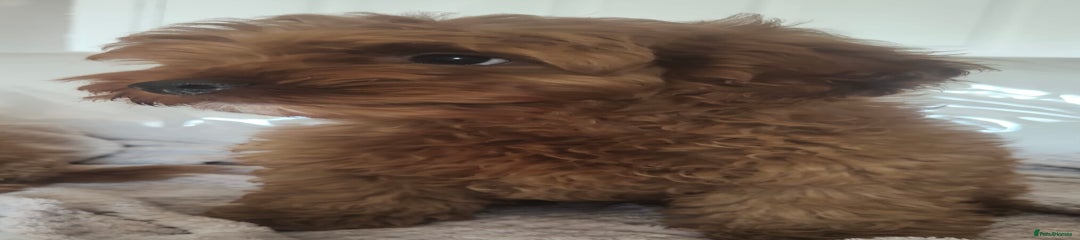Cavapoo Puppy 1