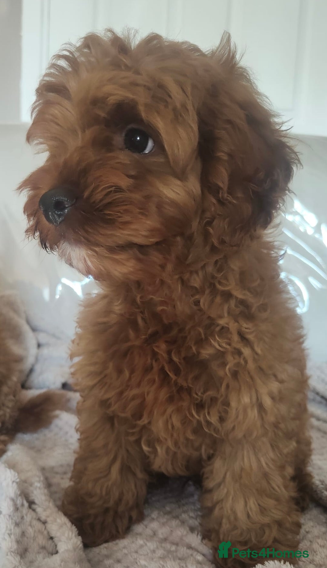 Cavapoo dogs for sale: 💙fox red cavapoo puppies💙 - Image 4
