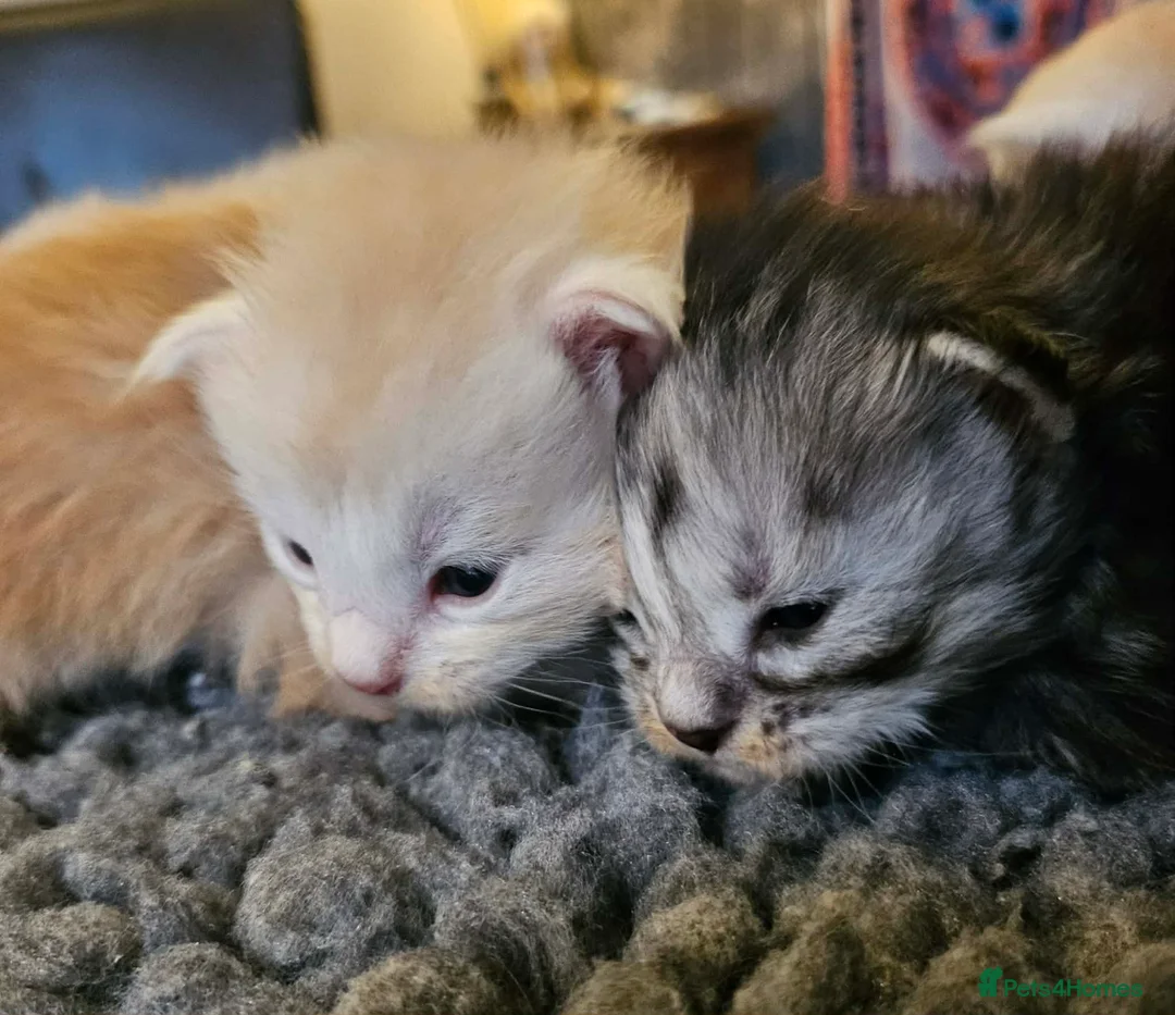 Maine Coon cats for sale: XXL Exceptional Pedigree Kittens Russian line - Advert 10