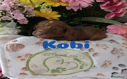 Cavapoo dogs for sale: Cavapoo F1B pups licensed Breeder/health tested  - Image 29