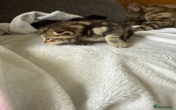 Mixed Breed cats for sale: Lovely mixed breed Kitrens for sale.  - Image 6