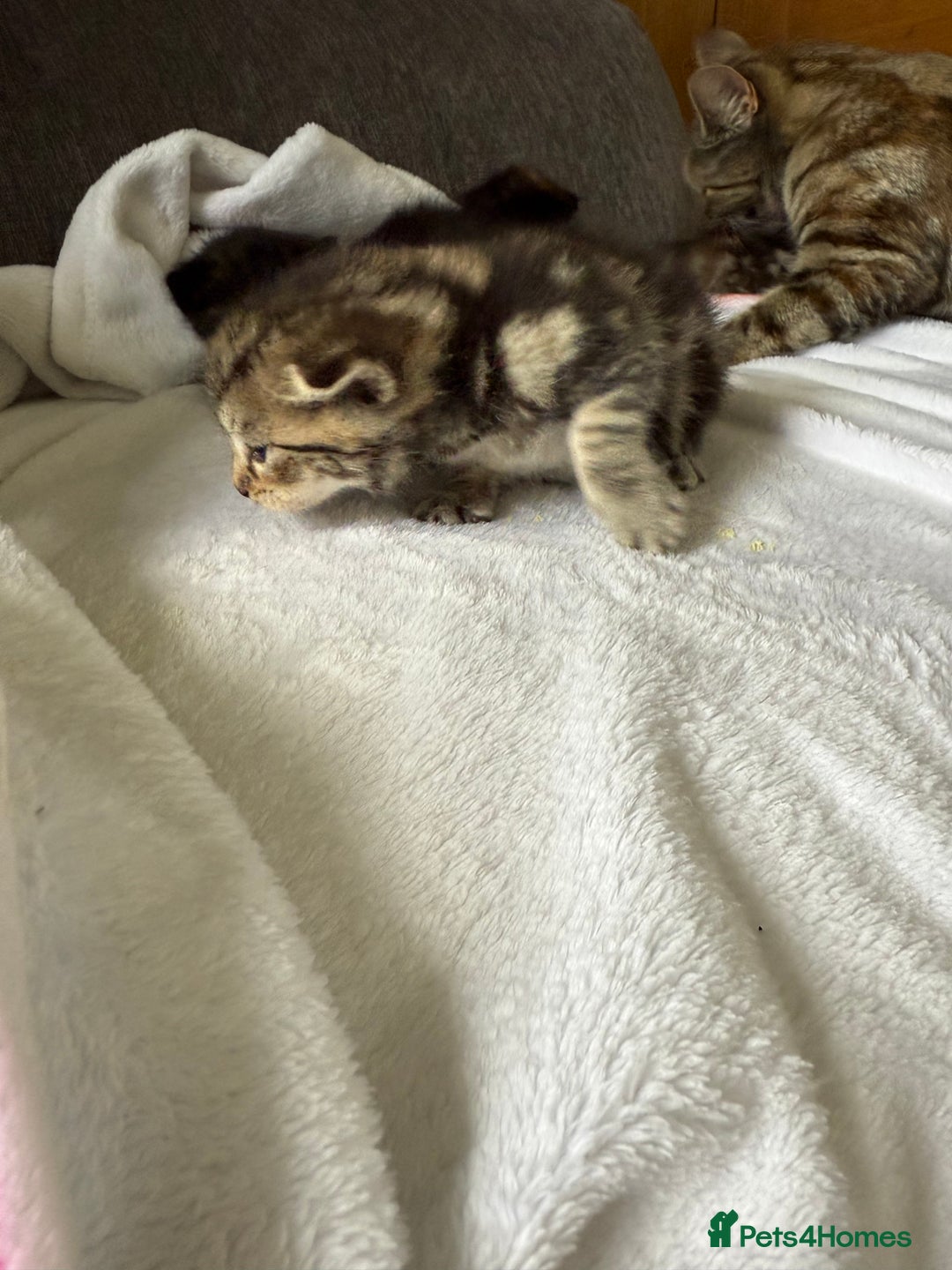 Mixed Breed cats for sale: Lovely mixed breed Kitrens for sale.  - Image 6